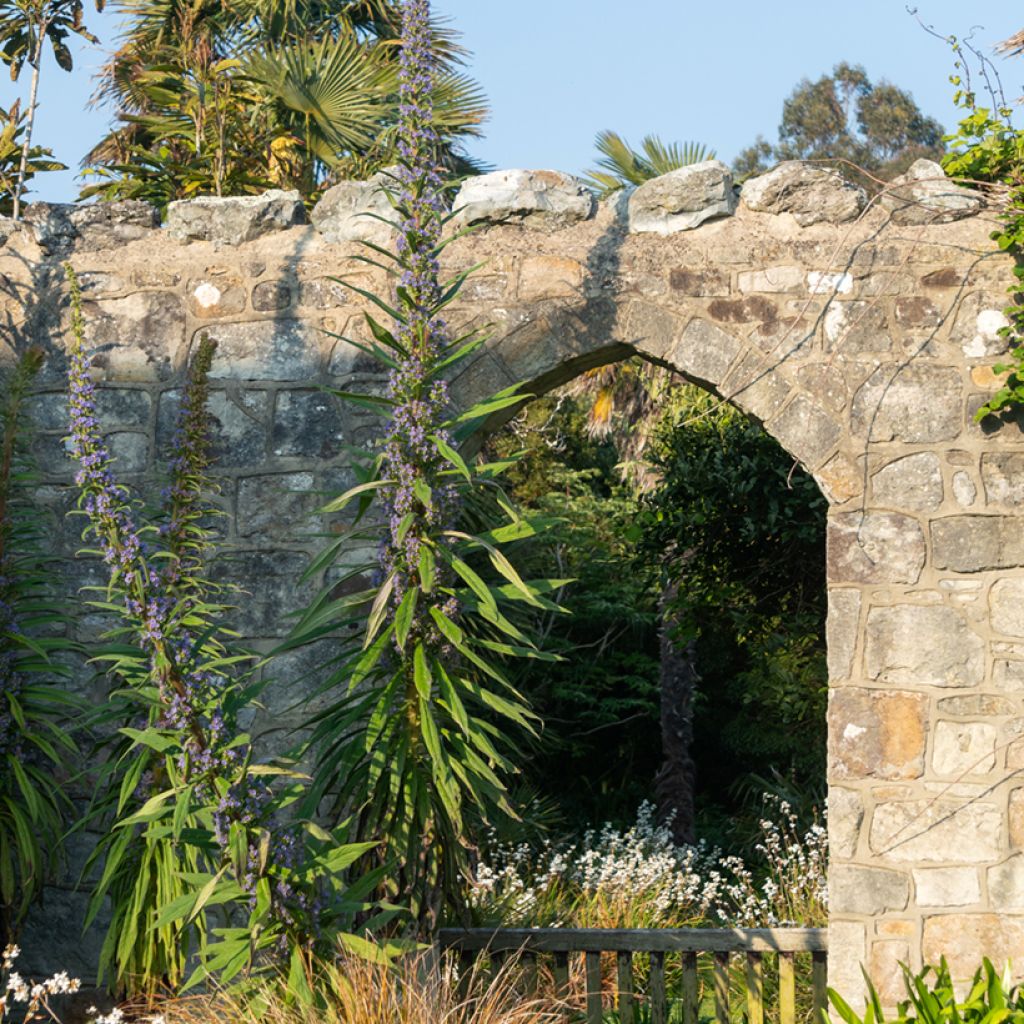 Huiskuneidonkieli (siemenet) - Echium pininana
