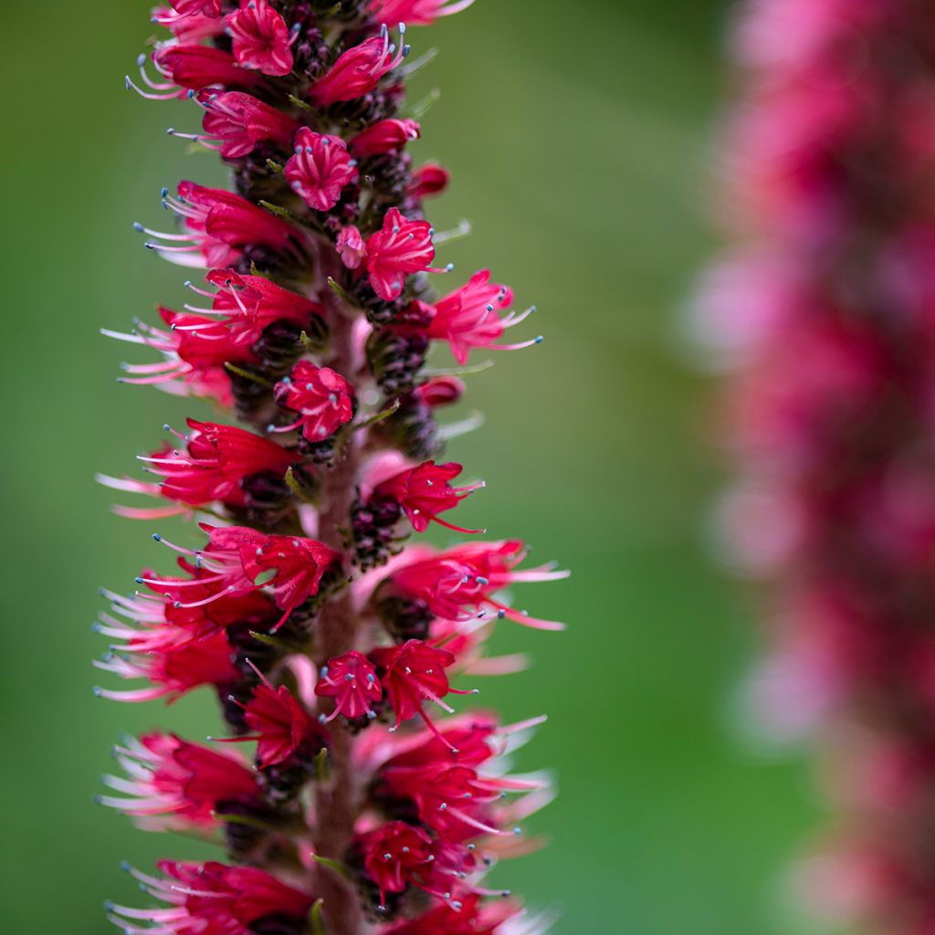 Soihtuneidonkieli - Echium russicum