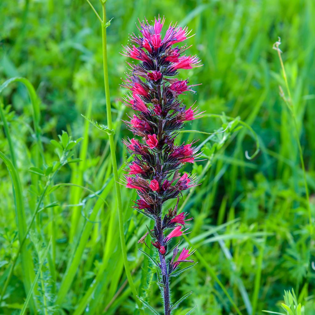 Soihtuneidonkieli - Echium russicum