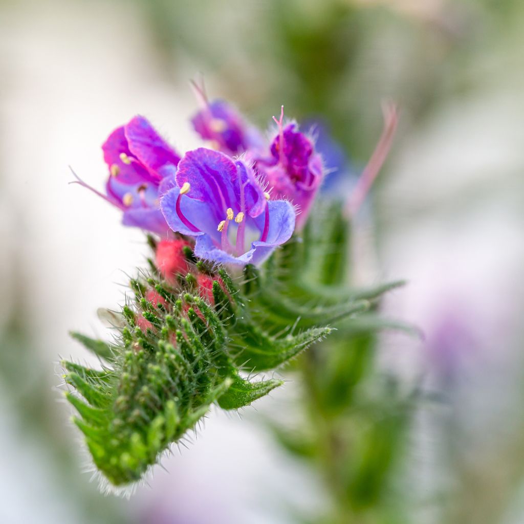Kyläneidonkieli - Echium vulgare