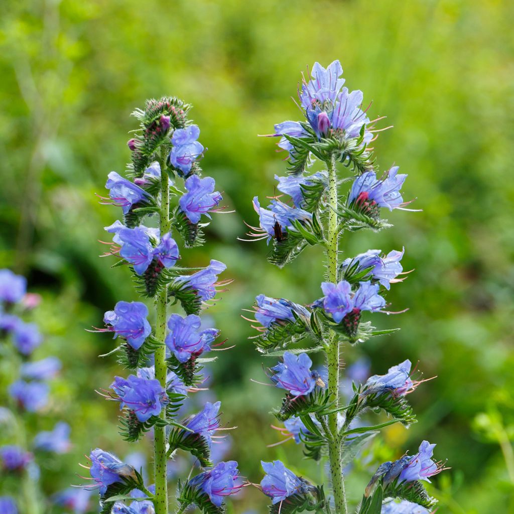 Kyläneidonkieli - Echium vulgare