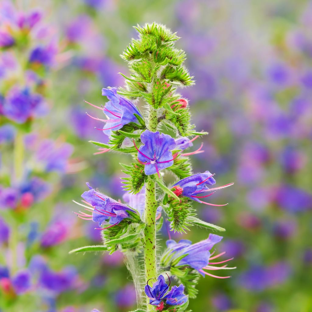 Kyläneidonkieli - Echium vulgare