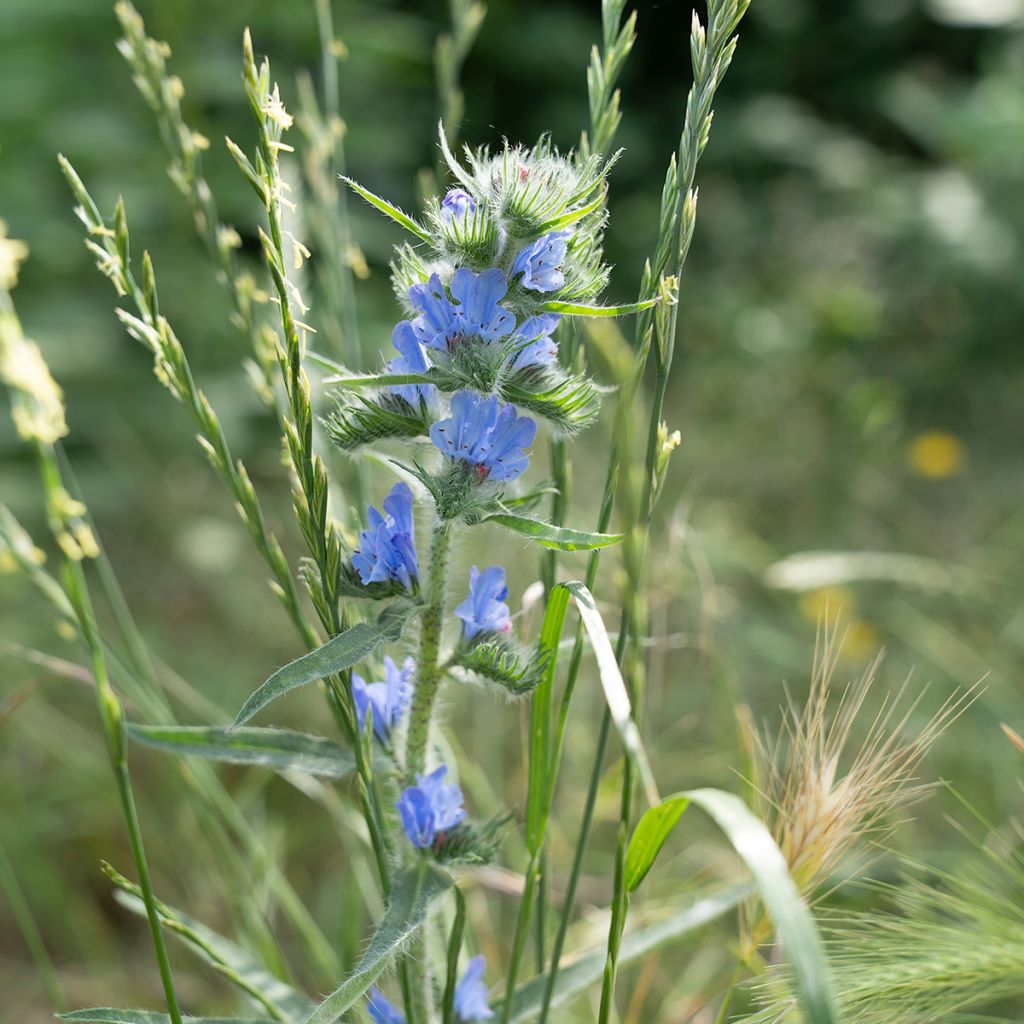Kyläneidonkieli - Echium vulgare