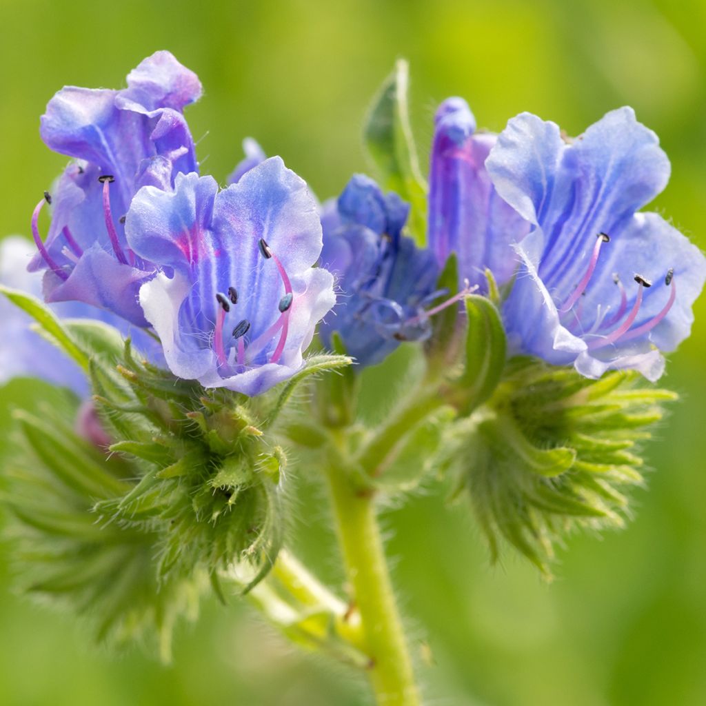Kyläneidonkieli - Echium vulgare