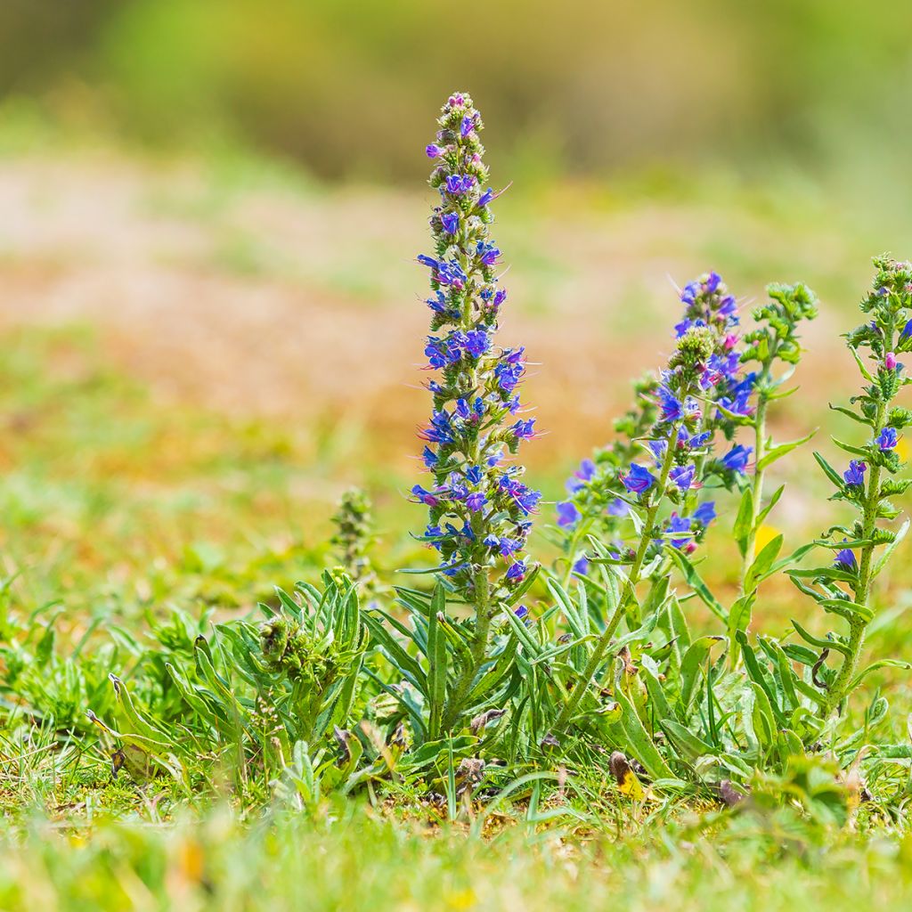 Kyläneidonkieli - Echium vulgare