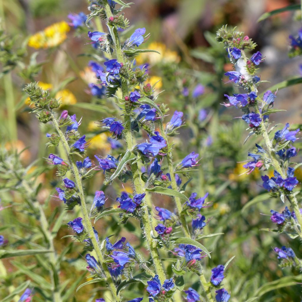 Kyläneidonkieli (siemenet) - Echium vulgare