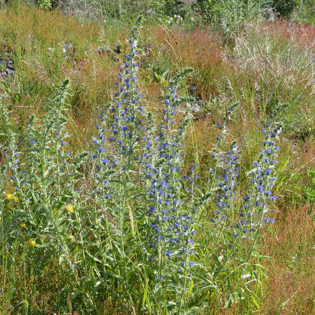 Kyläneidonkieli (siemenet) - Echium vulgare