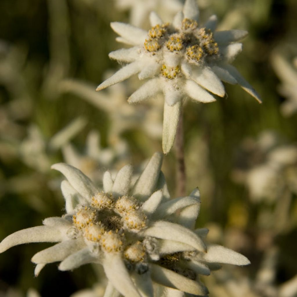 Euroopanalppitähti - Leontopodium alpinum