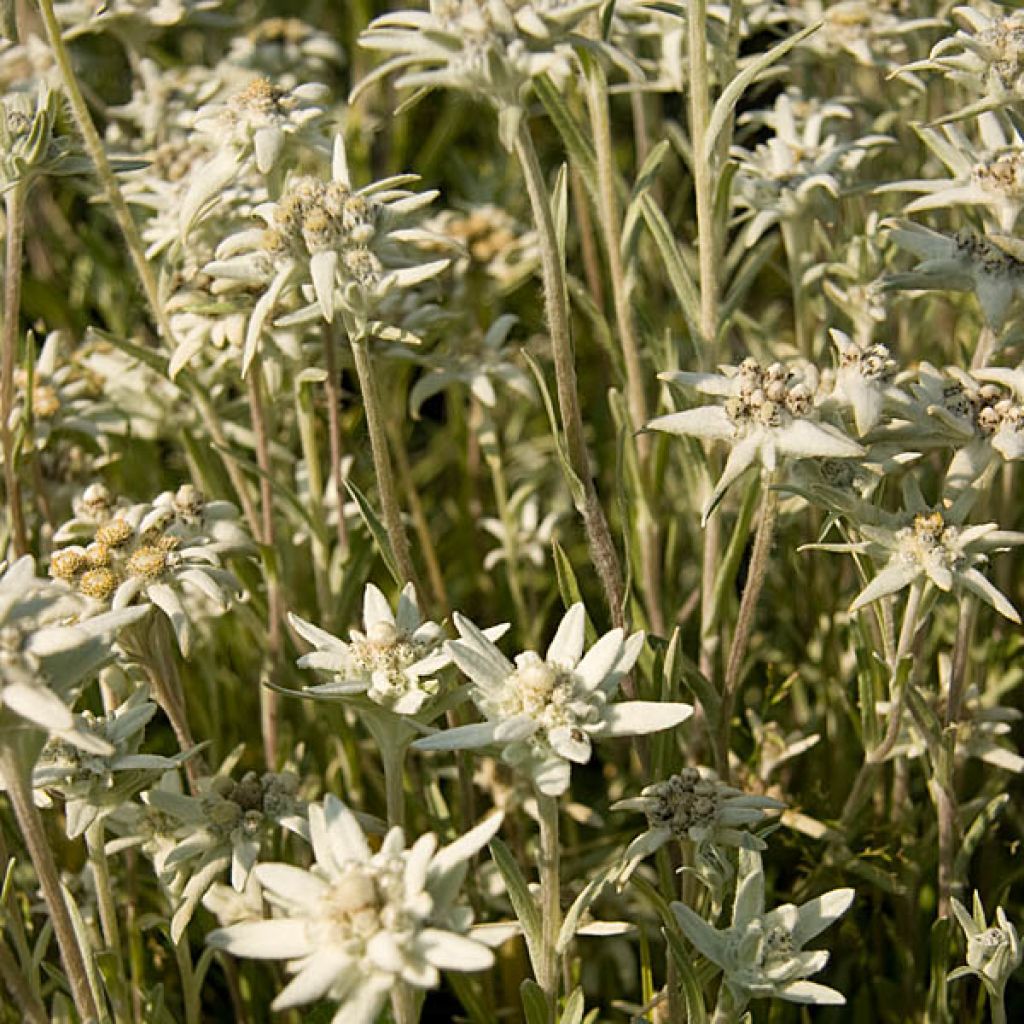 Euroopanalppitähti - Leontopodium alpinum