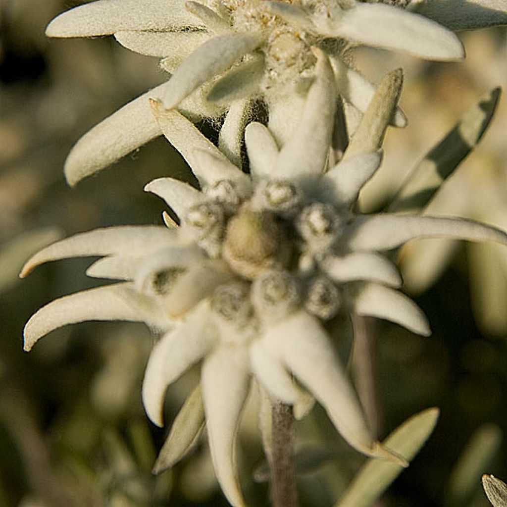 Euroopanalppitähti - Leontopodium alpinum