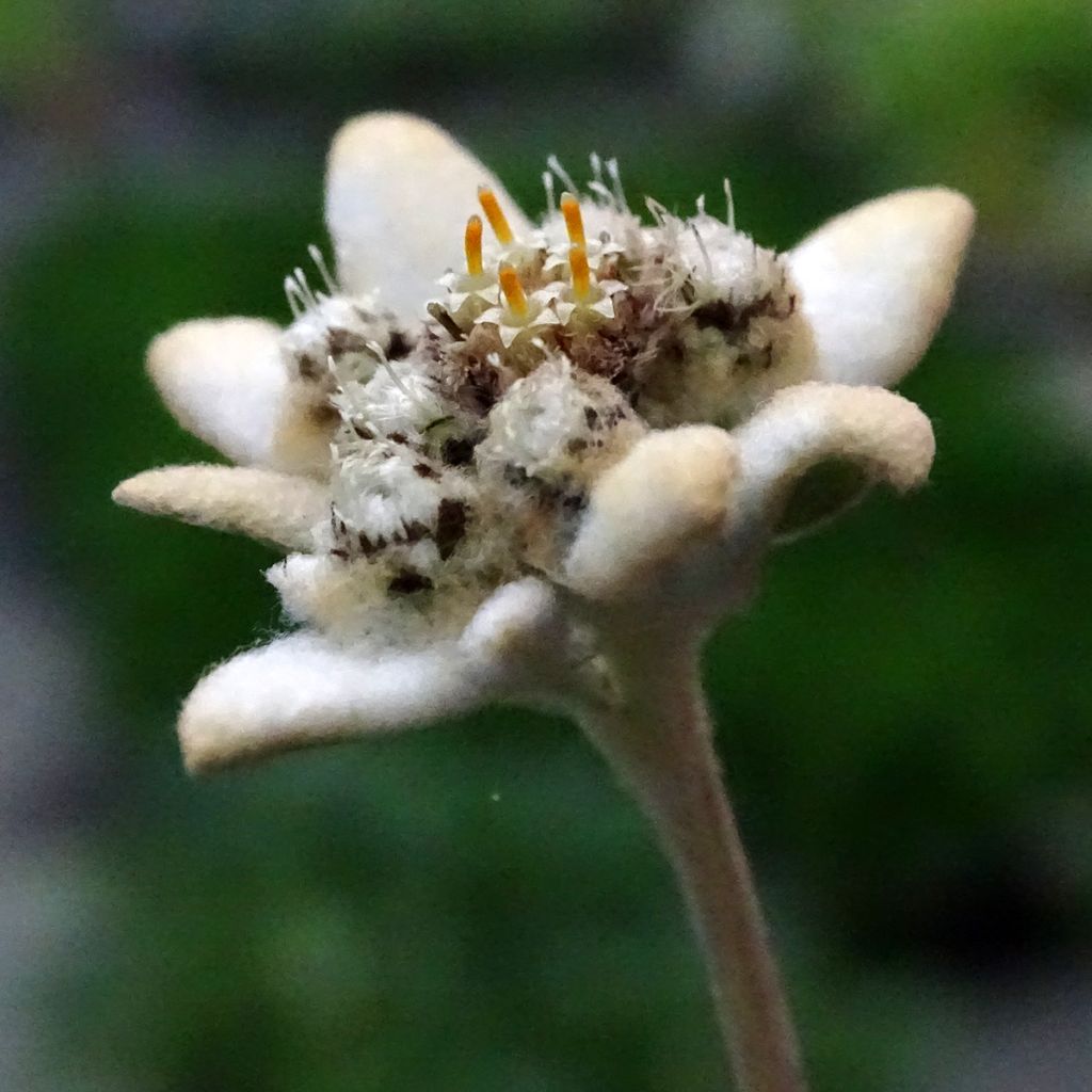 Euroopanalppitähti - Leontopodium alpinum