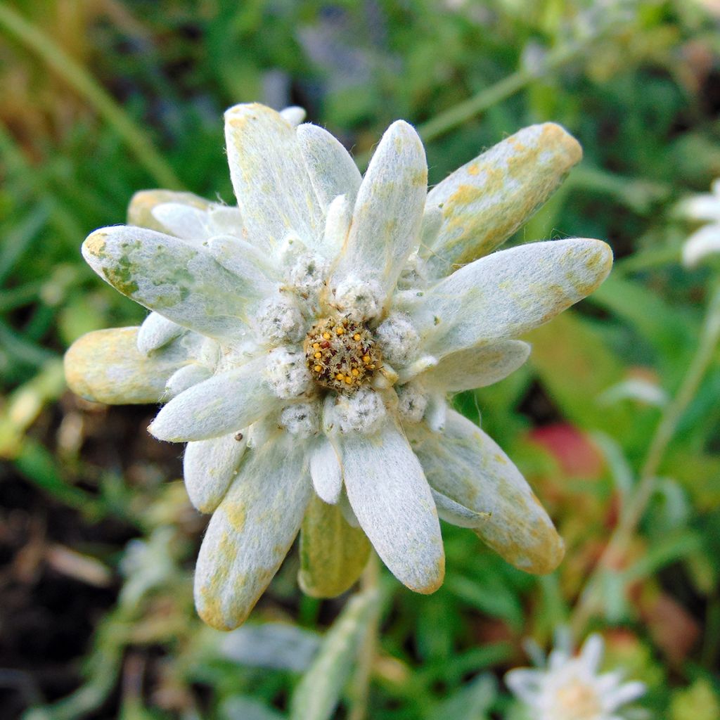Euroopanalppitähti - Leontopodium alpinum