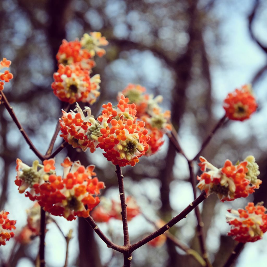 Edgeworthia chrysantha Red Dragon Akebono