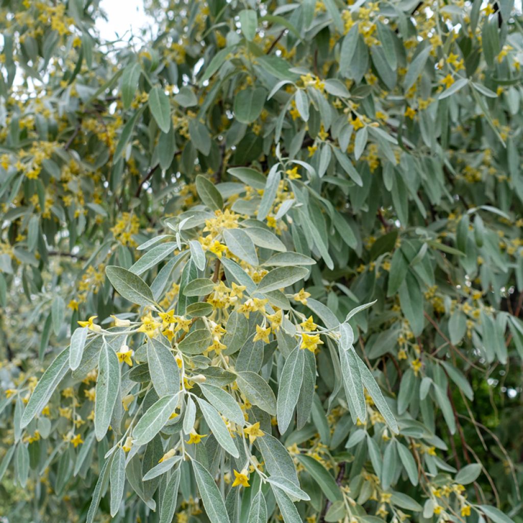 Idänhopeapensas - Elaeagnus angustifolia