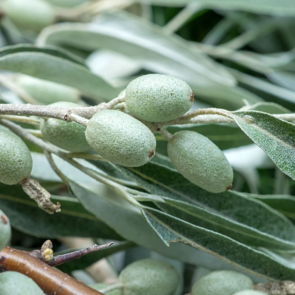 Idänhopeapensas - Elaeagnus angustifolia