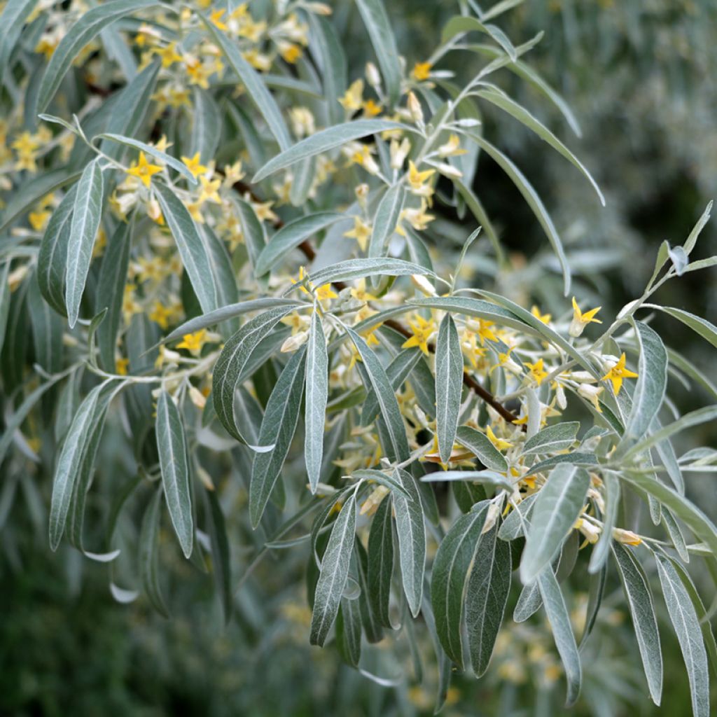 Idänhopeapensas - Elaeagnus angustifolia
