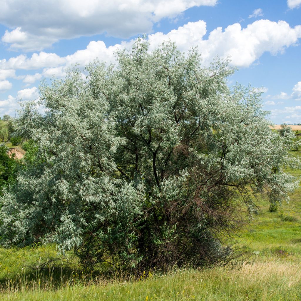 Idänhopeapensas - Elaeagnus angustifolia