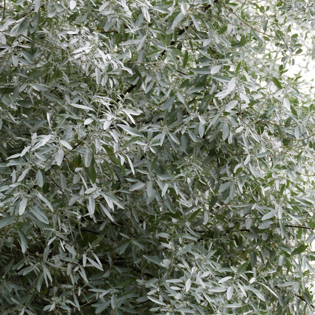 Idänhopeapensas - Elaeagnus angustifolia