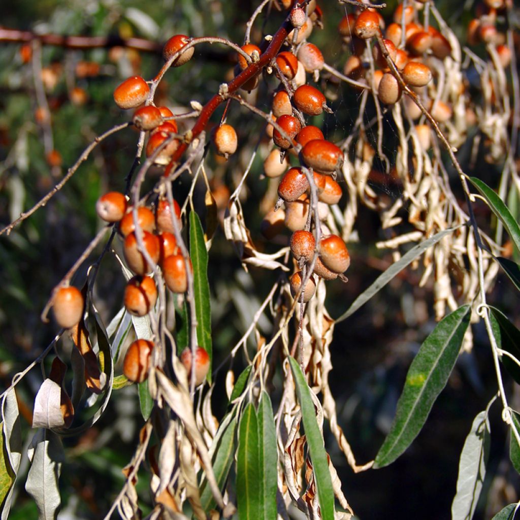 Idänhopeapensas - Elaeagnus angustifolia