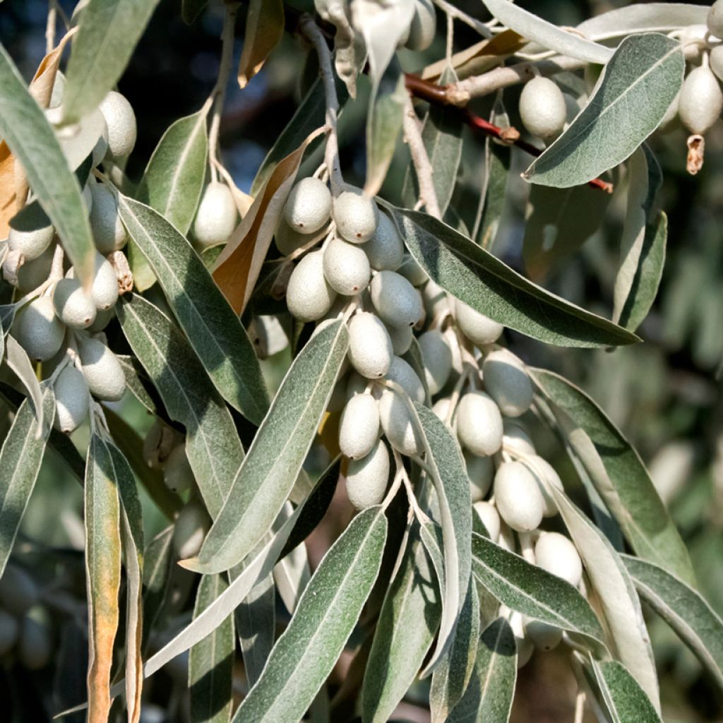Idänhopeapensas - Elaeagnus angustifolia