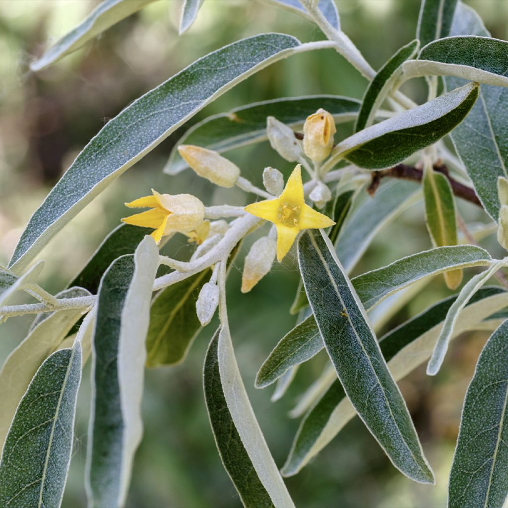 Idänhopeapensas - Elaeagnus angustifolia
