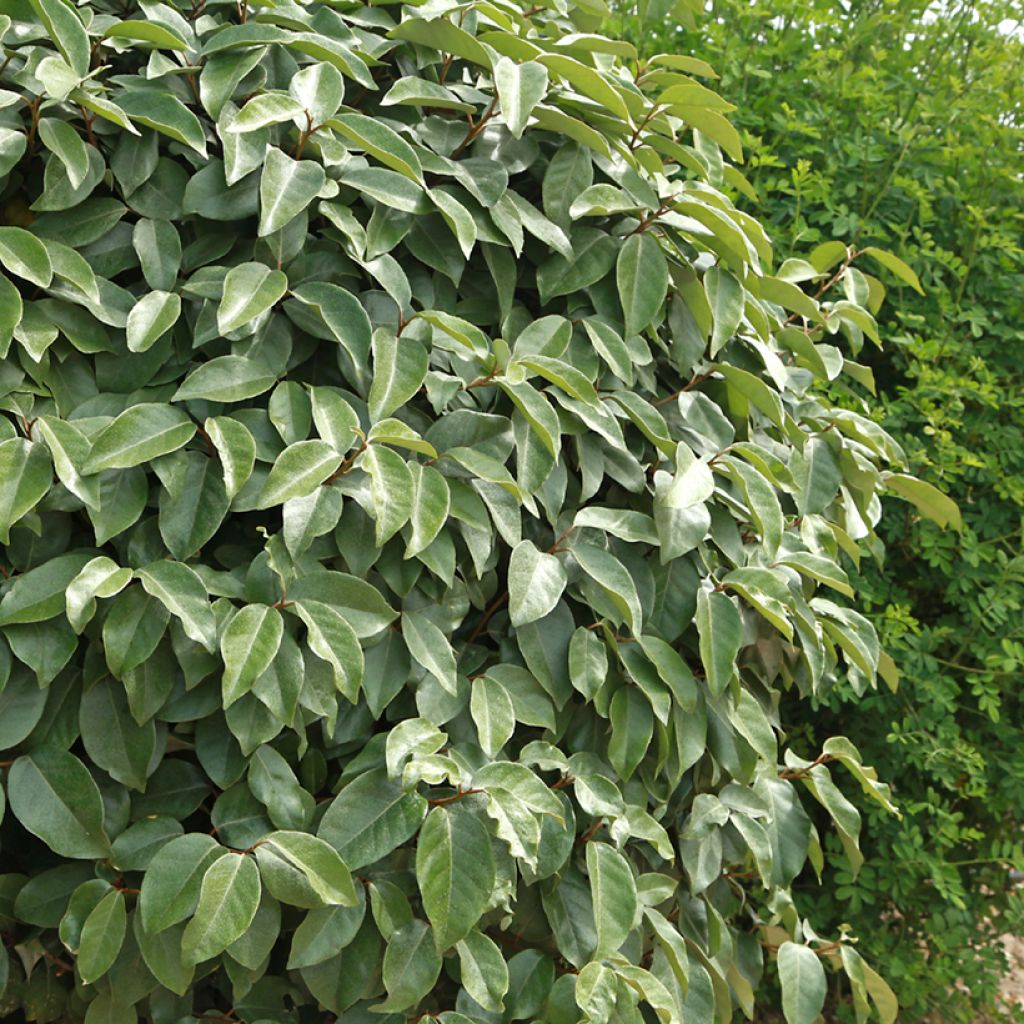 Hopeapensas - Elaeagnus ebbingei