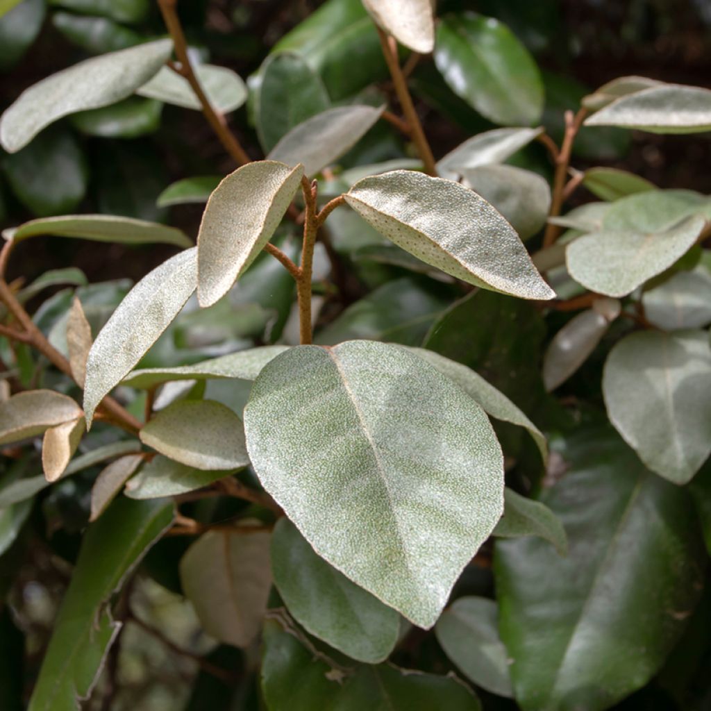 Hopeapensas - Elaeagnus ebbingei