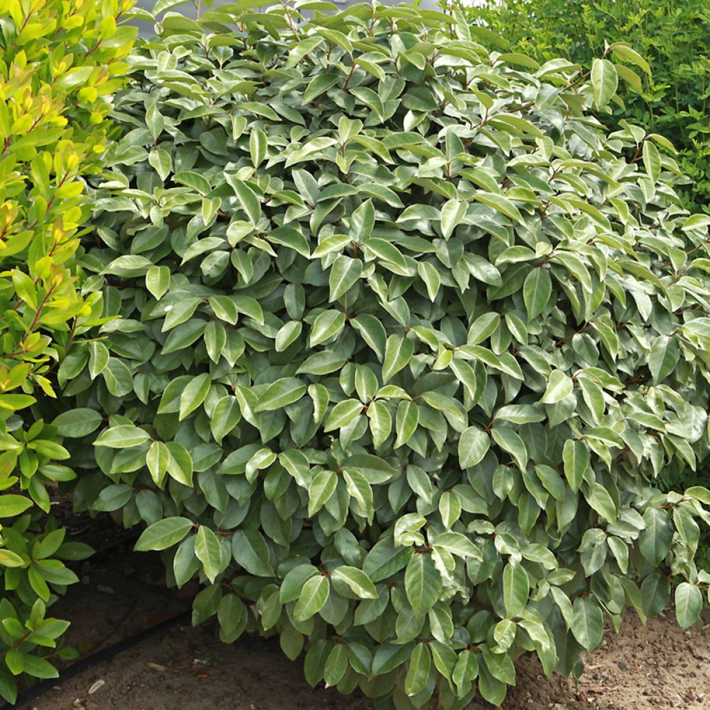 Hopeapensas - Elaeagnus ebbingei