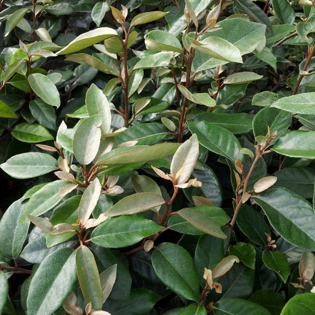 Hopeapensas - Elaeagnus ebbingei