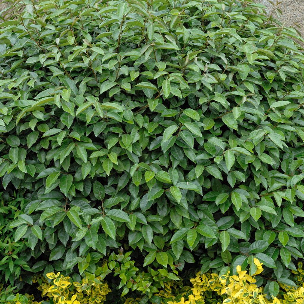 Hopeapensas - Elaeagnus ebbingei