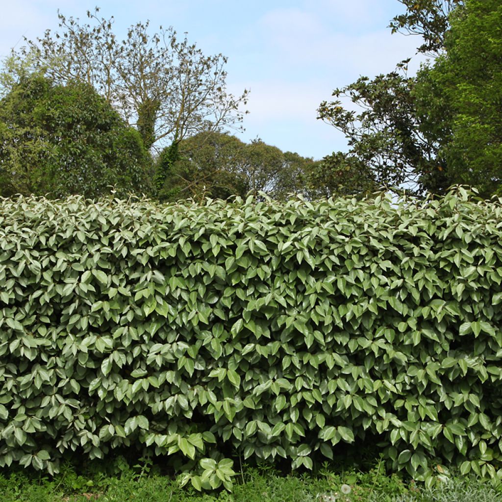 Hopeapensas - Elaeagnus ebbingei