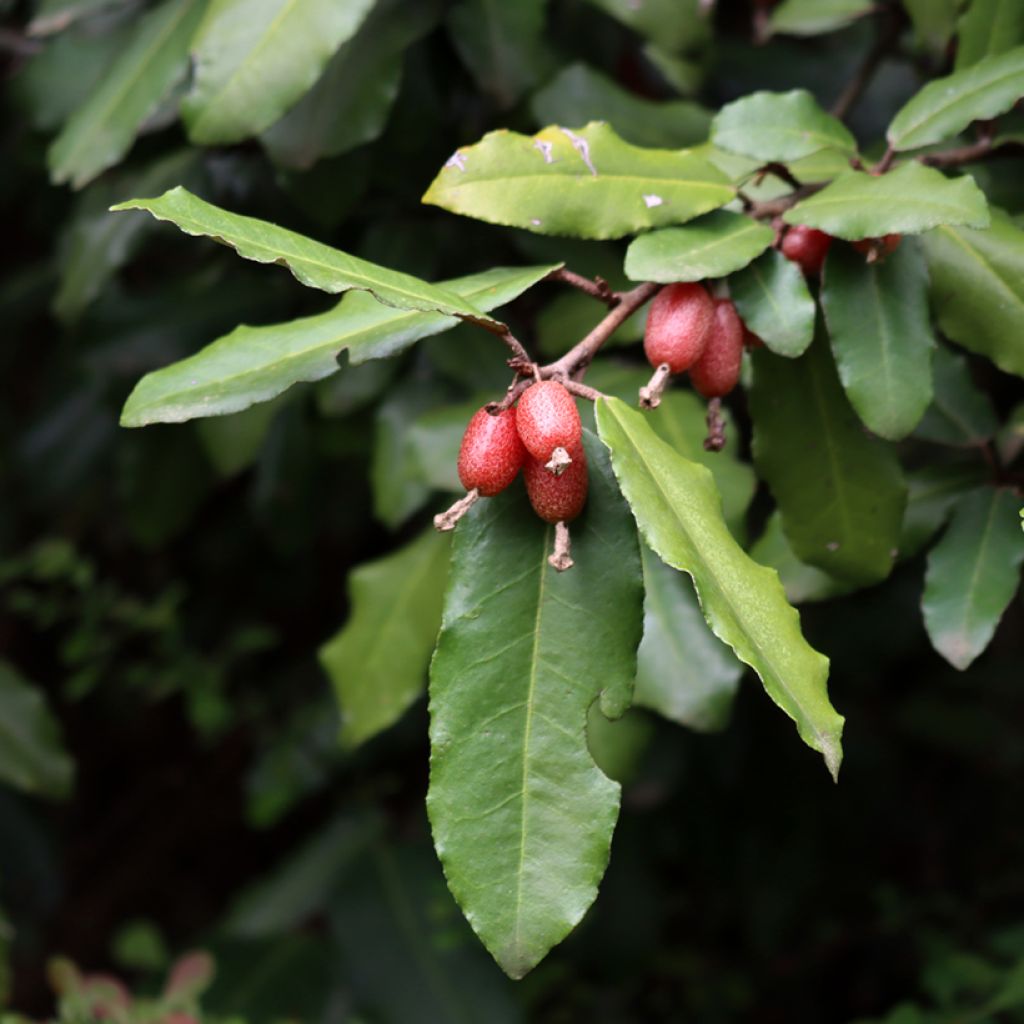 Hopeapensas Compacta