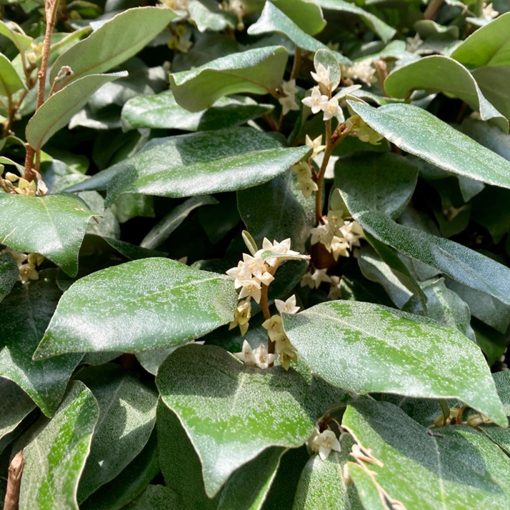 Hopeapensas Compacta