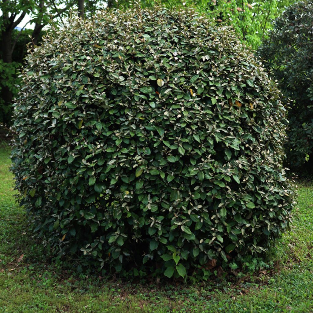 Hopeapensas Compacta
