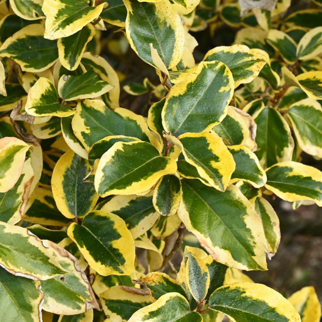 Hopeapensas Gilt Edge