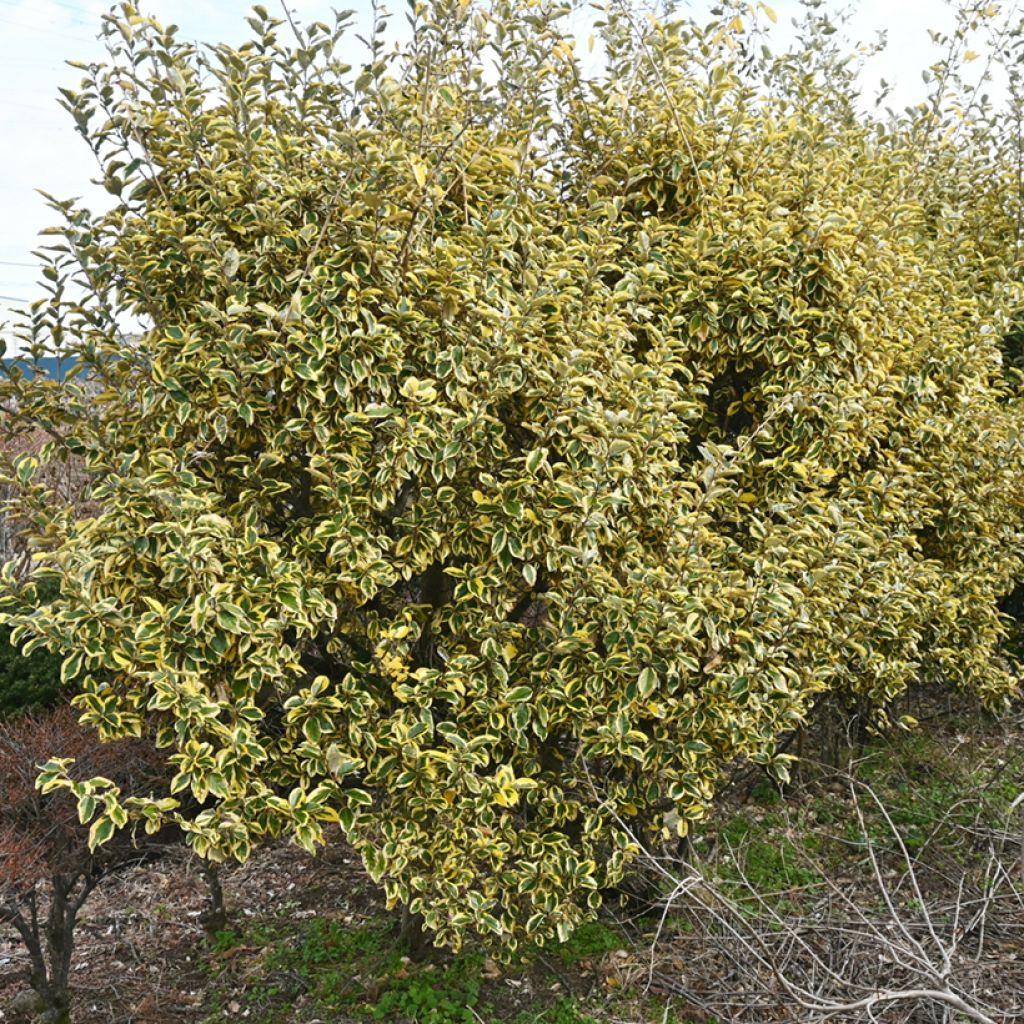 Hopeapensas Gilt Edge