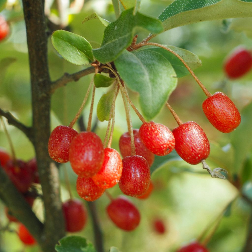 Japaninhopeapensas - Elaeagnus multiflora