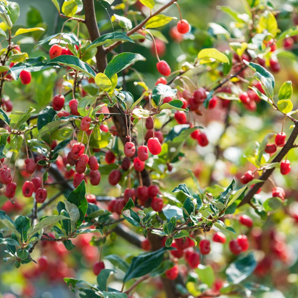 Japaninhopeapensas - Elaeagnus multiflora