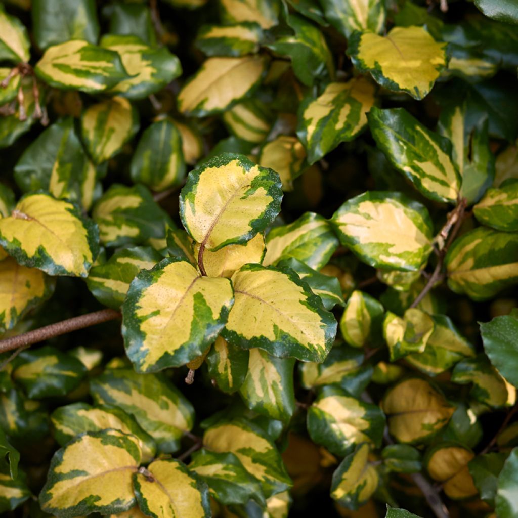 Poimukilsepensas Maculata