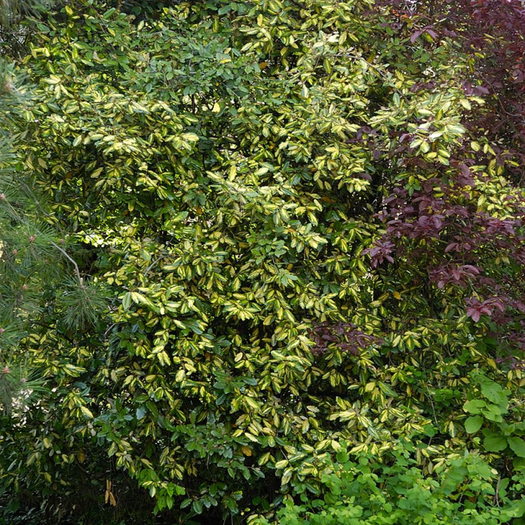 Poimukilsepensas Maculata