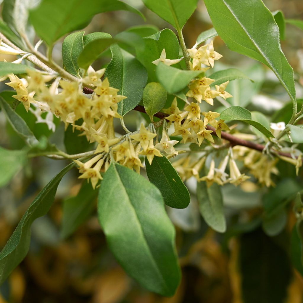 Sarjahopeapensas Pointilla Amoroso