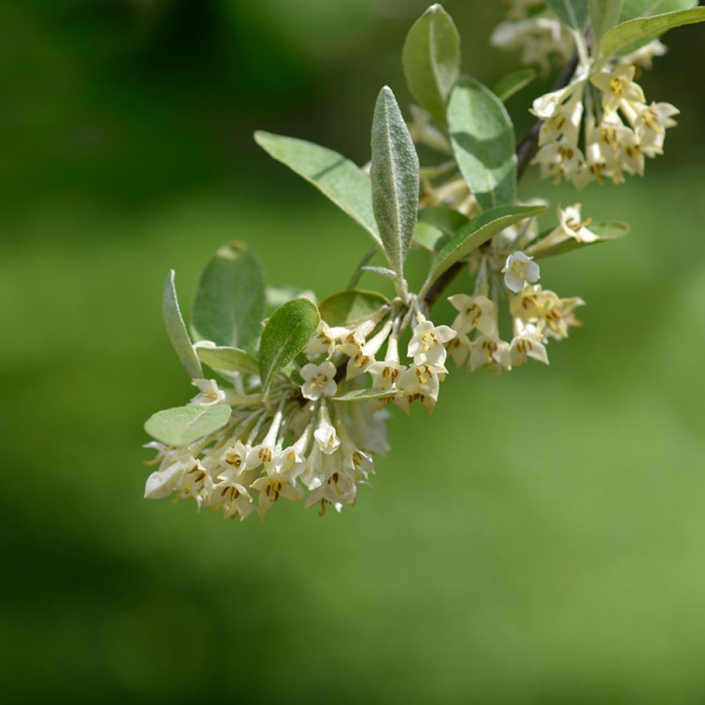 Sarjahopeapensas Pointilla Amoroso
