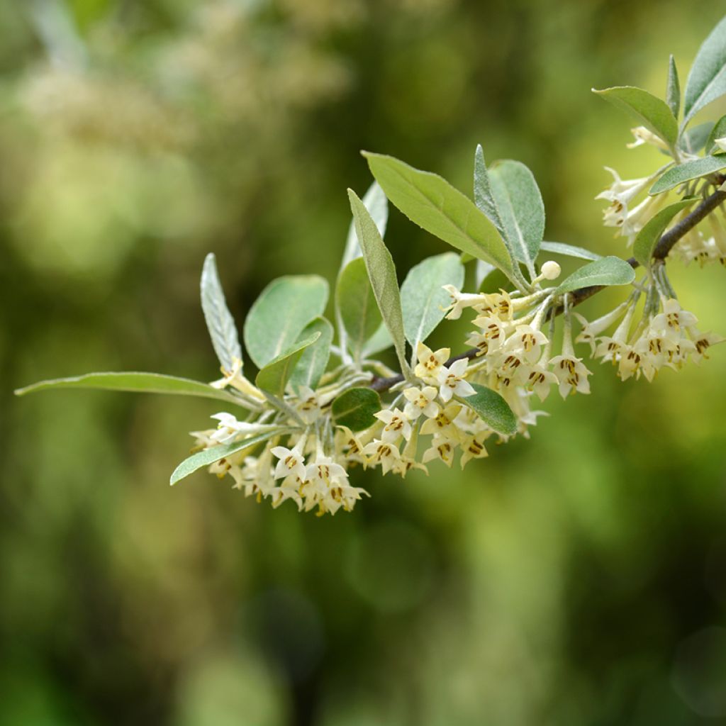 Sarjahopeapensas - Elaeagnus umbellata