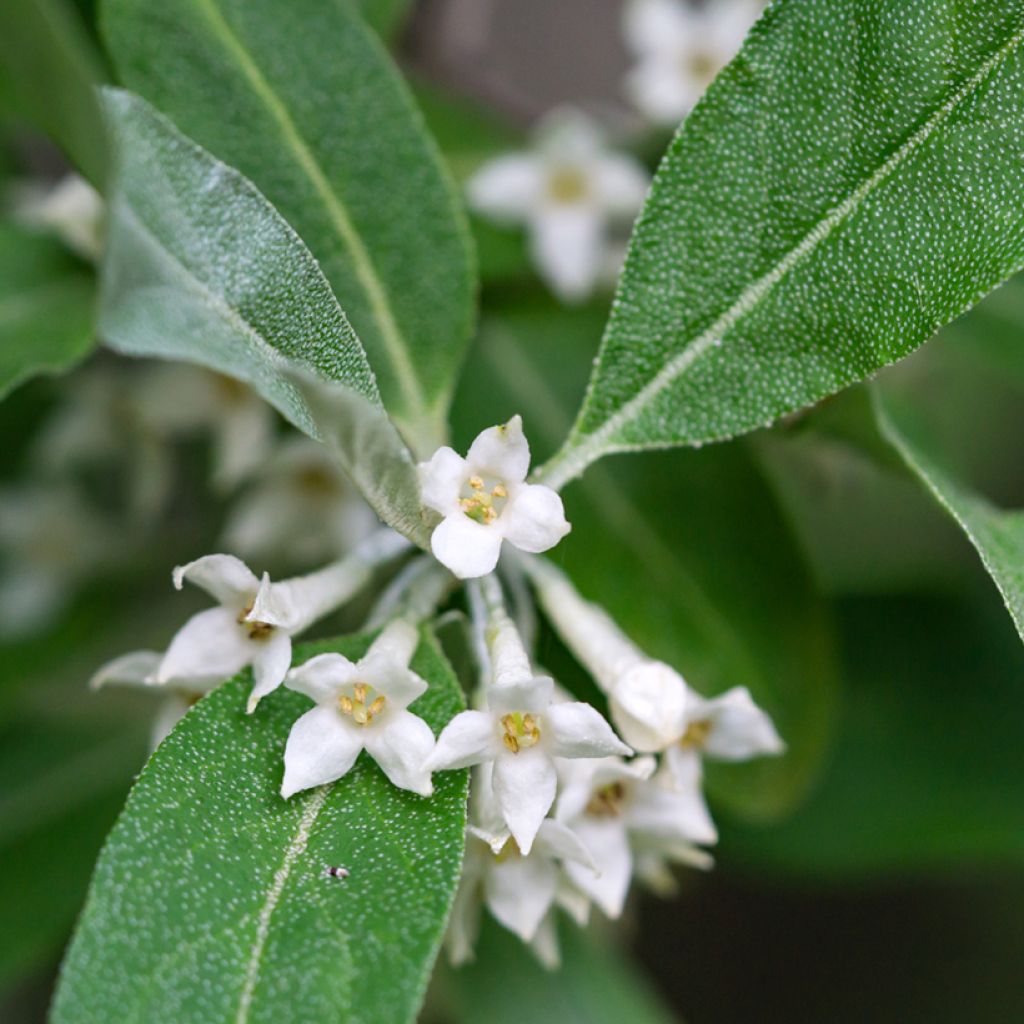 Sarjahopeapensas - Elaeagnus umbellata