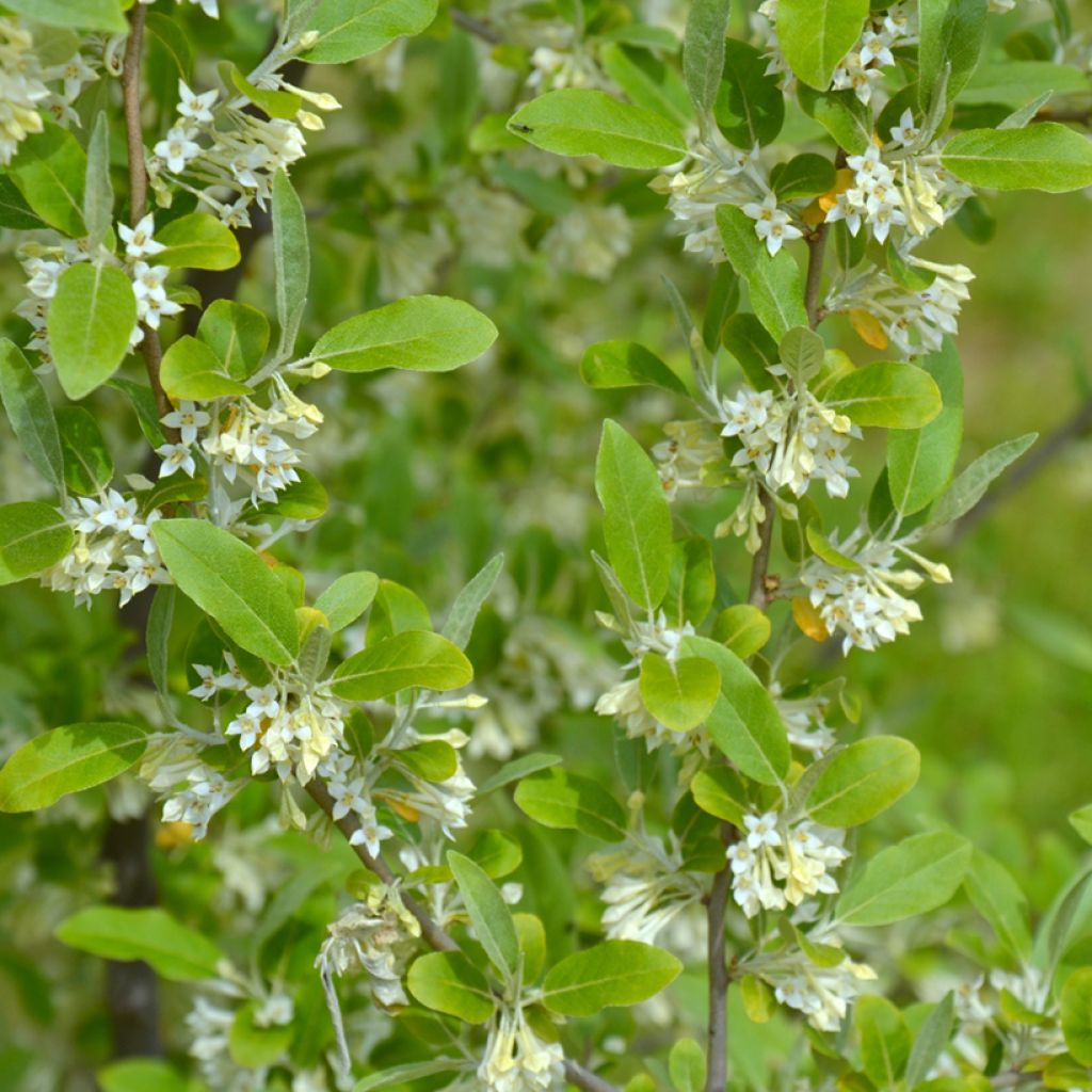 Sarjahopeapensas - Elaeagnus umbellata