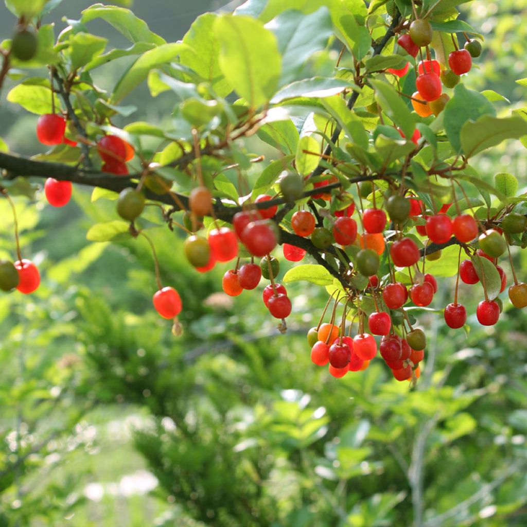 Sarjahopeapensas - Elaeagnus umbellata