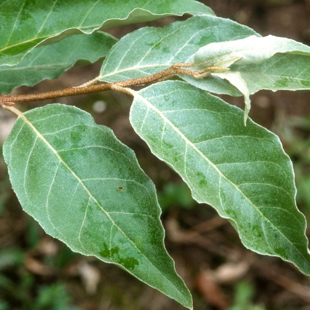 Sarjahopeapensas - Elaeagnus umbellata