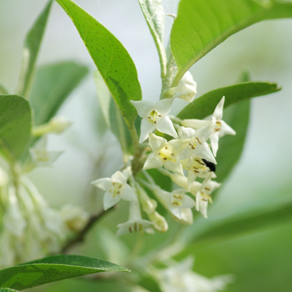 Sarjahopeapensas - Elaeagnus umbellata