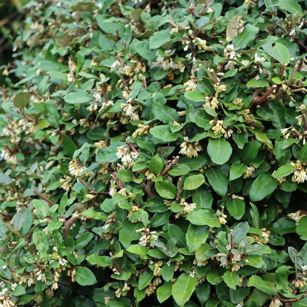 Sarjahopeapensas Fortunella