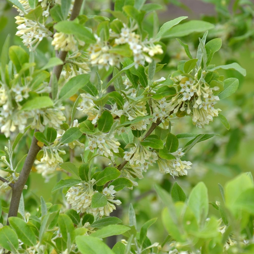 Sarjahopeapensas Fortunella